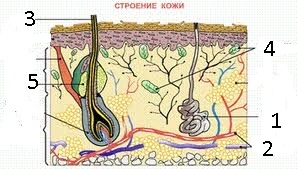 Рабочая тетрадь по анатомии и физиологии человека