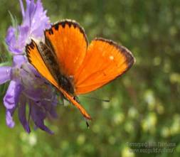 Приложение к игре Эти летающие цветы - бабочки!
