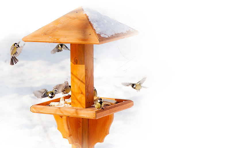Проект покормите птиц зимой!.
