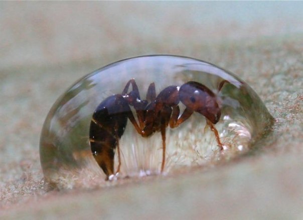 Исследовательский проект Экология и поведение лесных муравьев