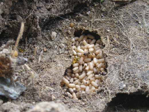 Исследовательский проект Экология и поведение лесных муравьев