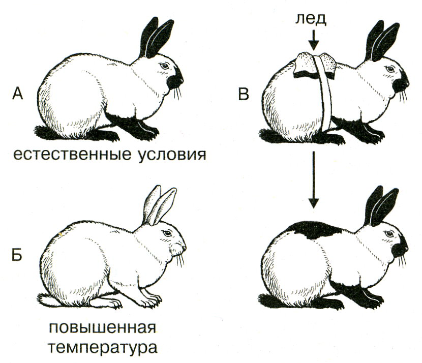 Урок-изложение нового материала Модификационная изменчивость.