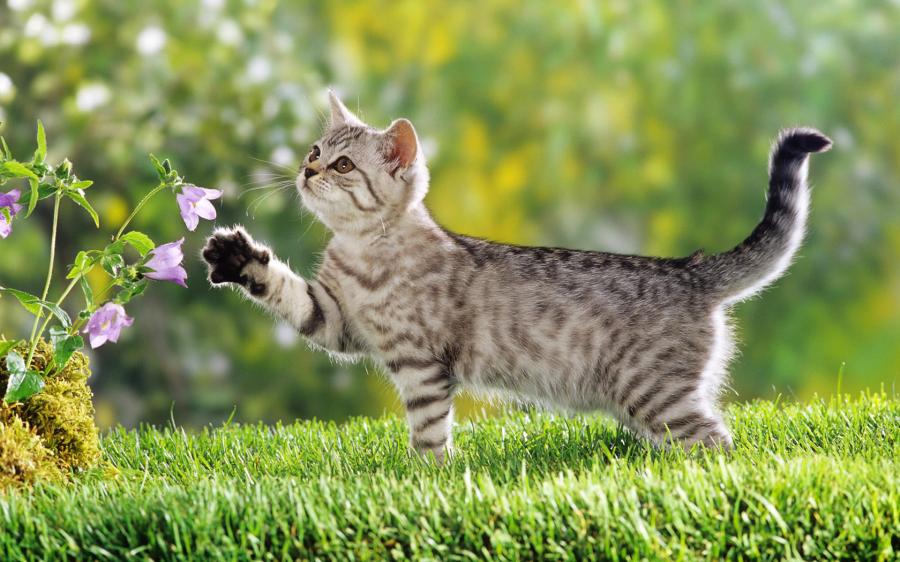 Интегрированный урок по аппликации и экологии Лесная кошка