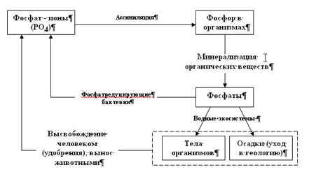 Методические рекомендации по теме Человек и окружающая среда