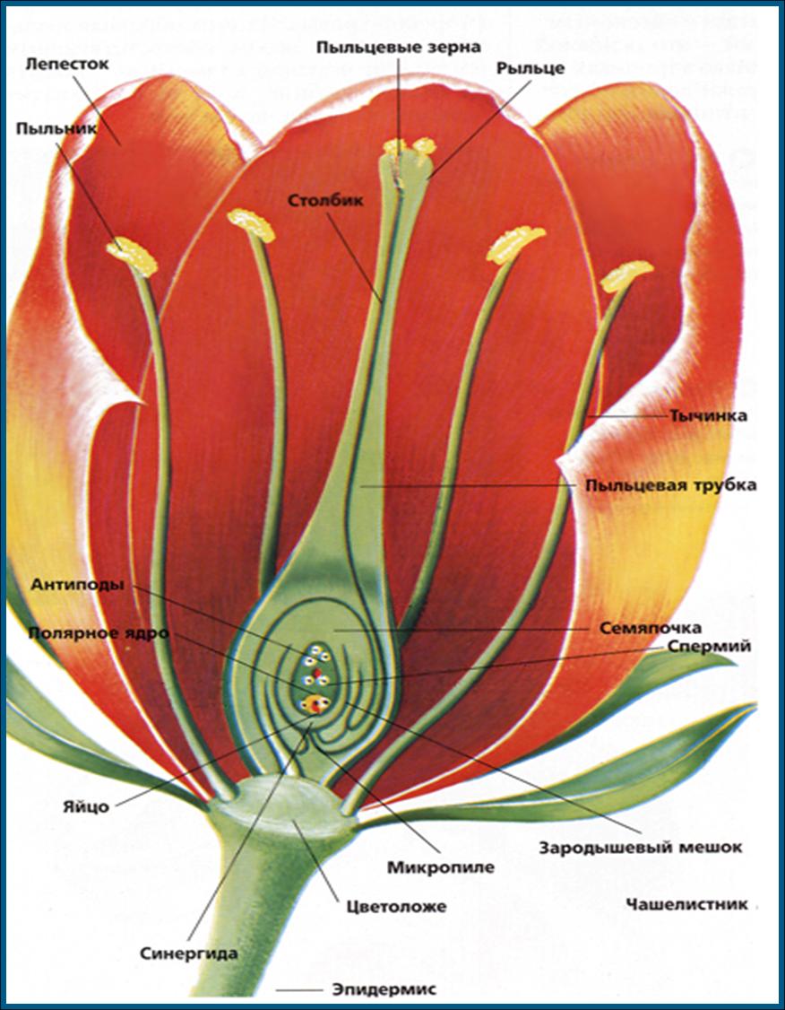 Практическая работа по ботанике на тему: Строение цветка (1 курс)