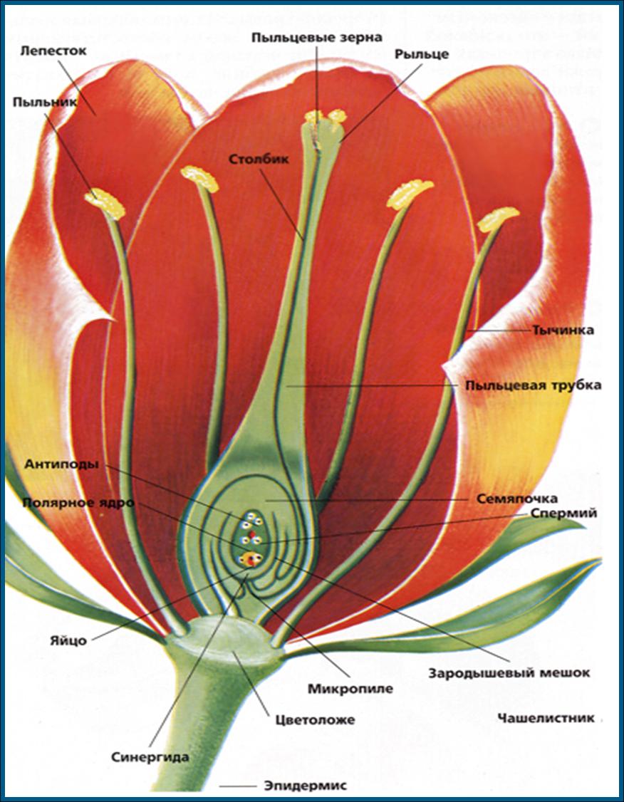 Части цветка тюльпана. Строение цветка опыление. Строение цветка тюльпана схема. Схема цветка тюльпана биология. Тюльпан строение растения.