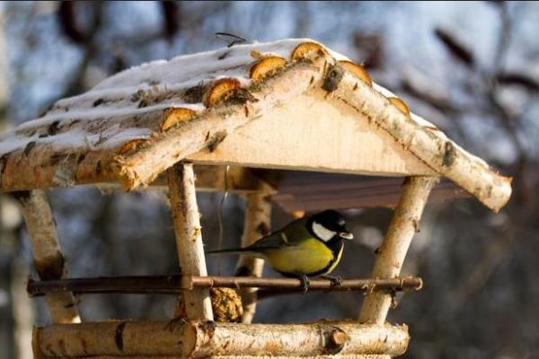 Как зимой помочь птицам?(Веб-квест)