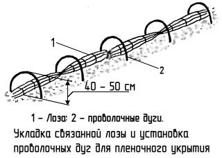 Разработка занятия научного общества учащихся Родничок на тему: Изучение агротехники выращивания винограда в условиях юга Воронежской области