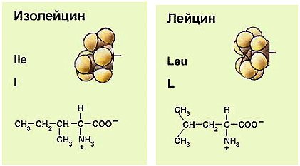 Конспект по биологии на тему Белки