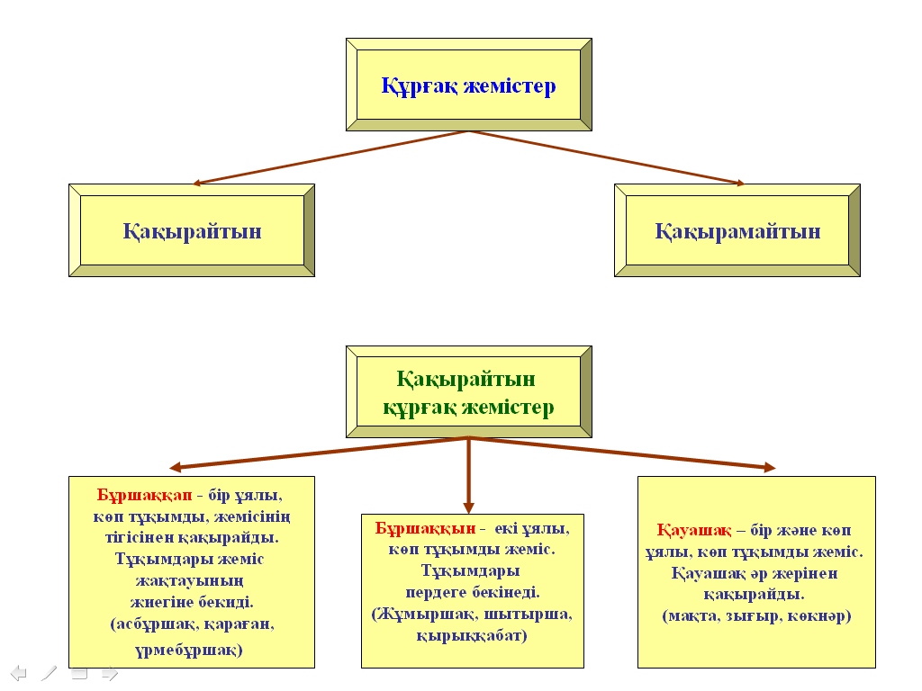 Жемістердің түзілуі . Сабақ жоспары. 6 сынып.