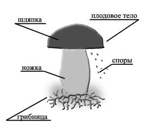 Технологическая карта урока Общая характеристика грибов