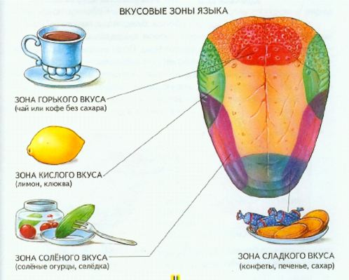 Урок по биологии на тему: «Пищеварение человека» (8 класс)