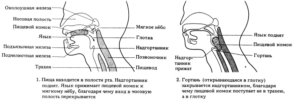 Сокращение глотки. Процесс глотания схема. Механизм глотания надгортанник. Надгортанник анатомия схема. Фазы акта глотания физиология.