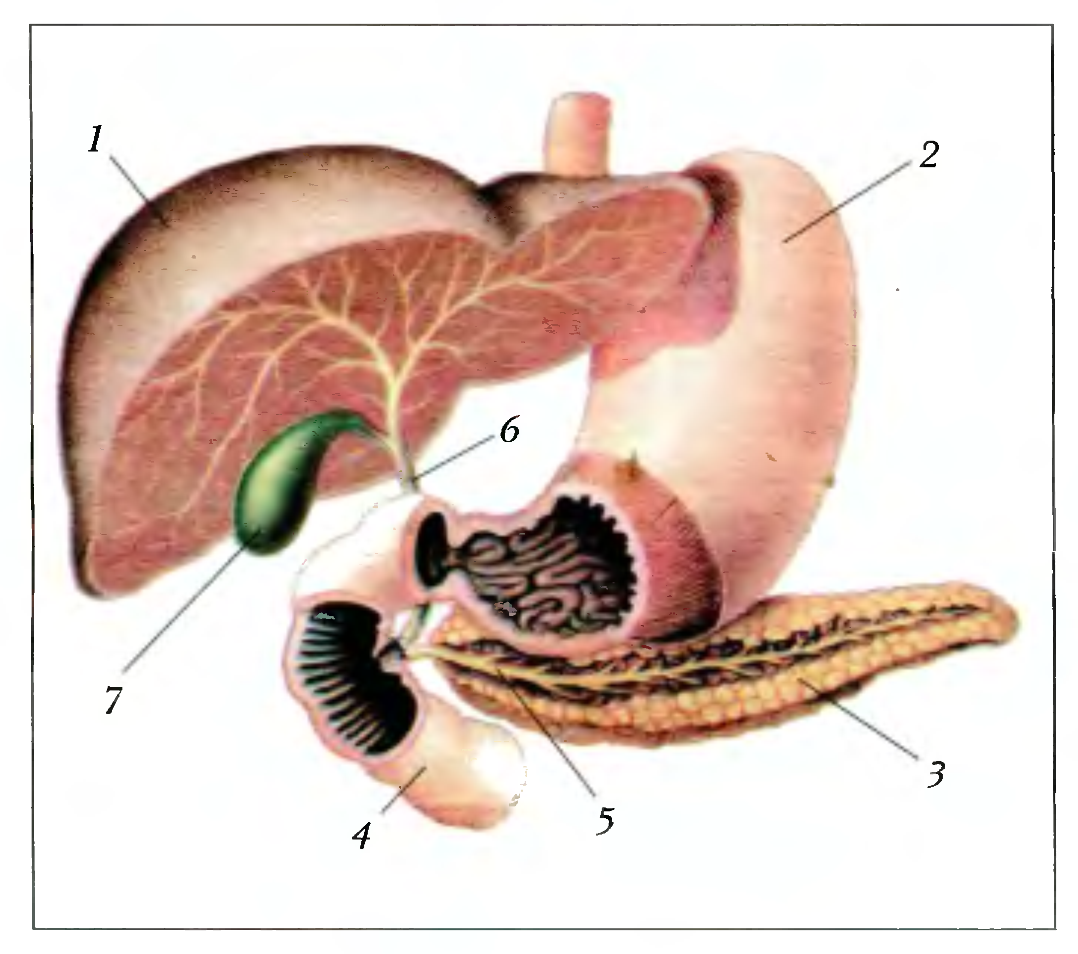 Расположение печени желудка и поджелудочной железы рисунок