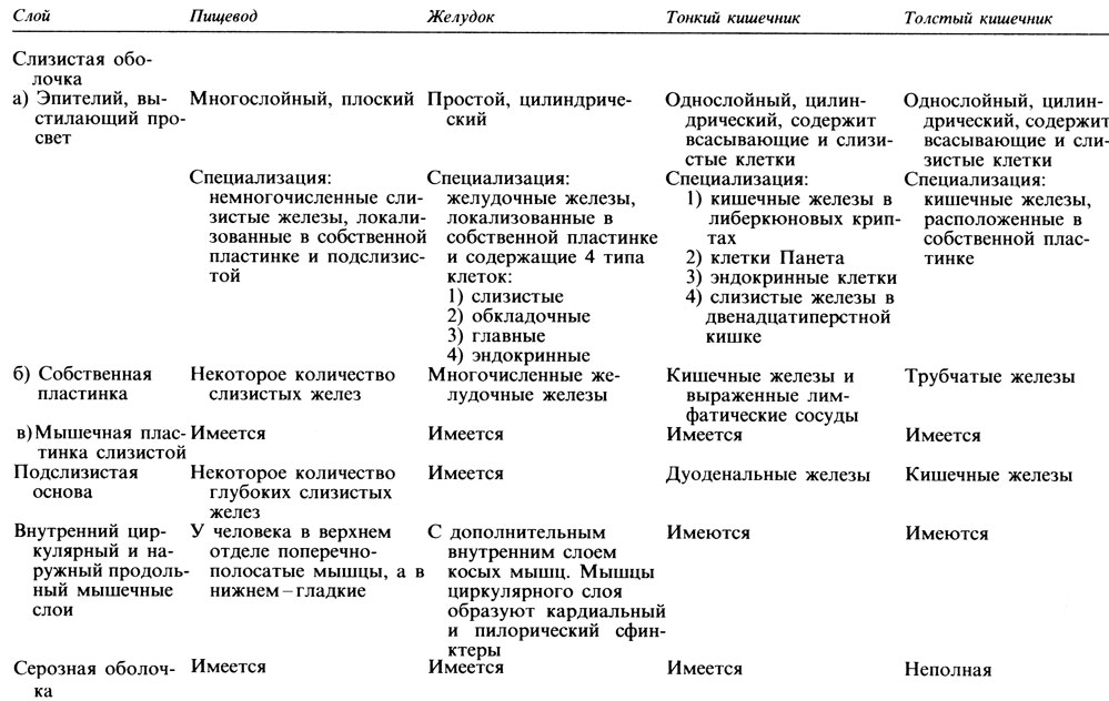 Пищевод желудок железы желудка