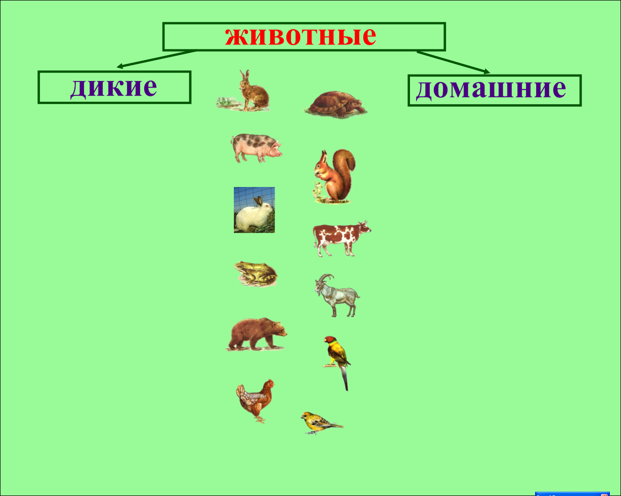 Про классы животных. Классификация животного мира 3 класс. Классификация животных для детей. Классификация диких и домашних животных. Классификация животных Дикие и домашние.