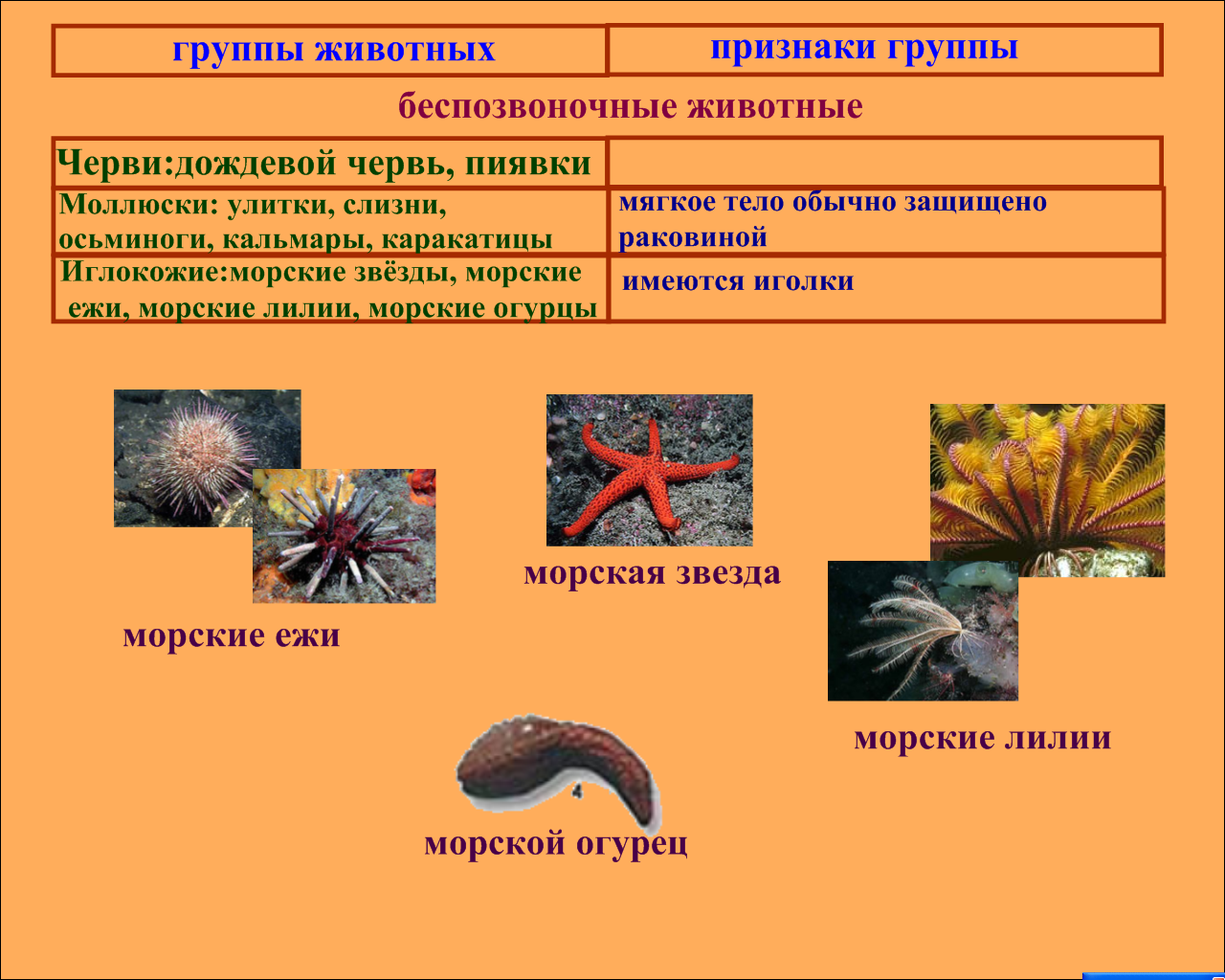 Разнообразие животных (3 класс)