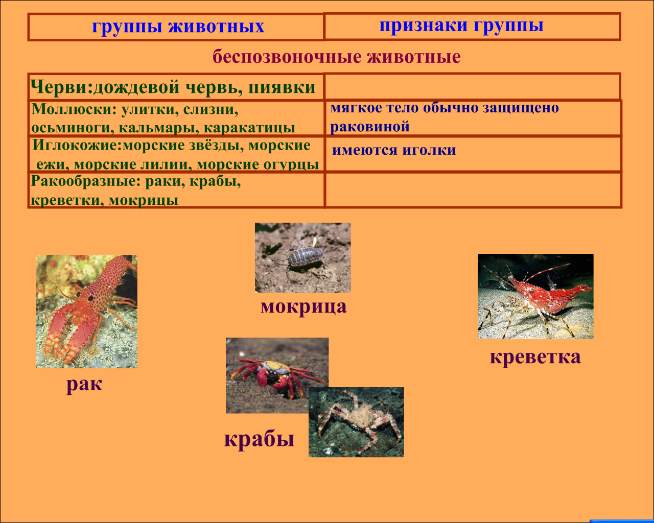 Разнообразие животных (3 класс)