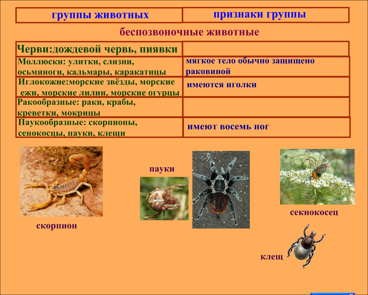 Разнообразие животных (3 класс)