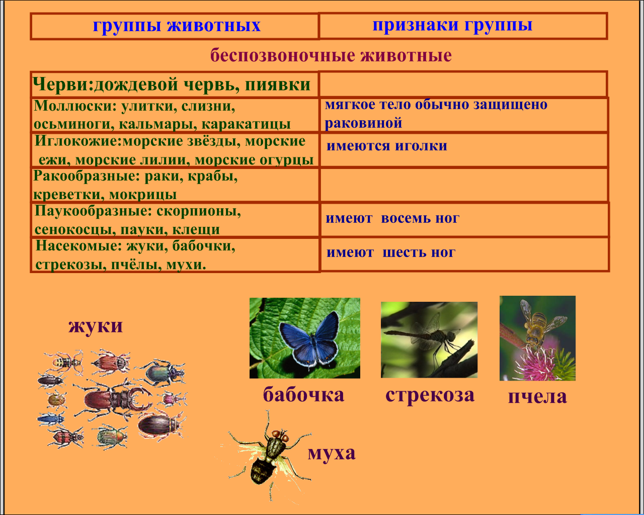Ниже списке даны характеристики объектов живой природы. Разновидности насекомых. Группы класса насекомые. Беспозвоночные животные. Признаки класса насекомые.