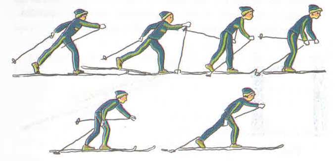 Тема урока: Лыжная подготовка. Попеременный двухшажный ход, одновременный двухшажный ход.