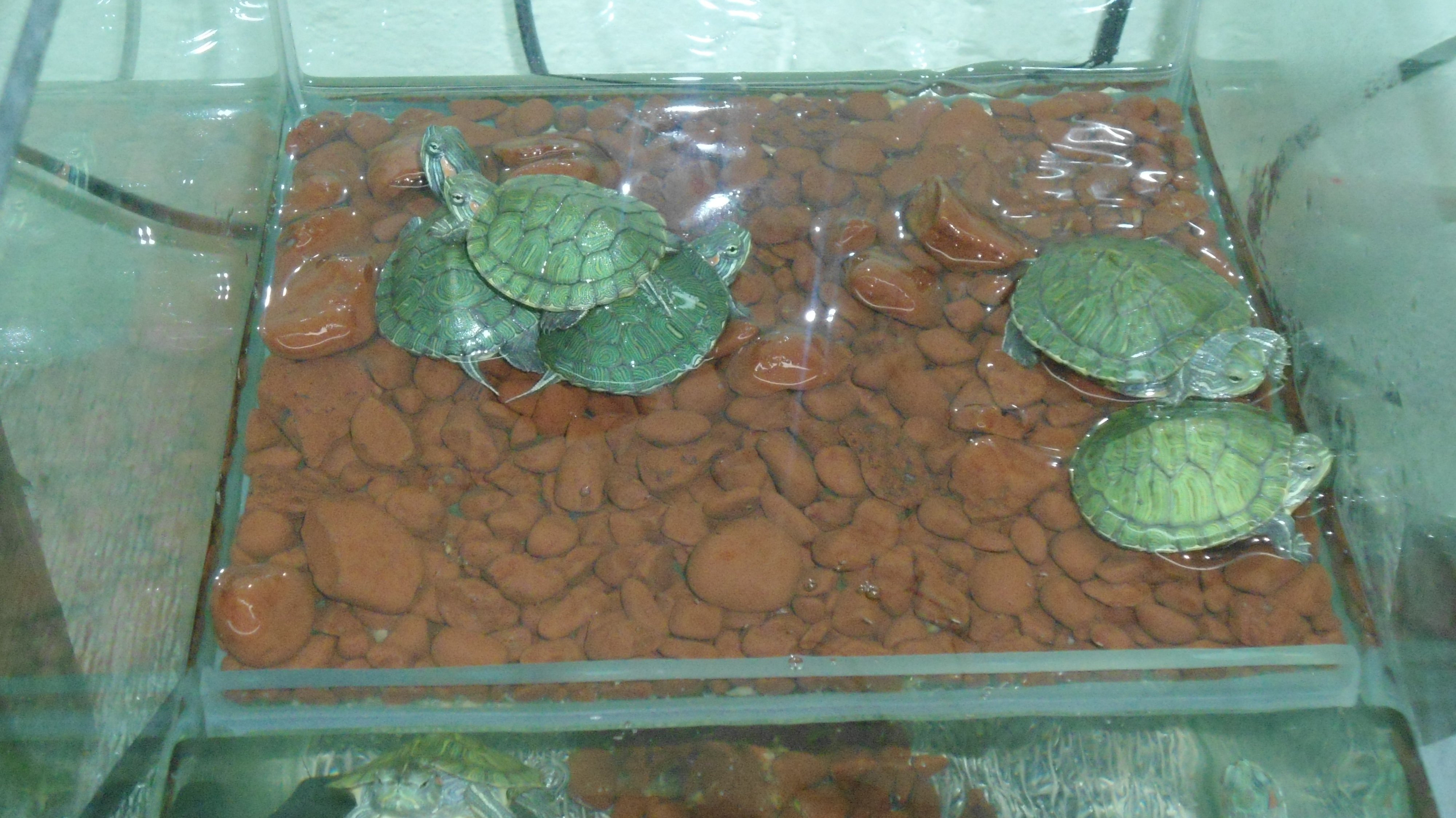 Исследовательская работа Эти удивительные черепахи