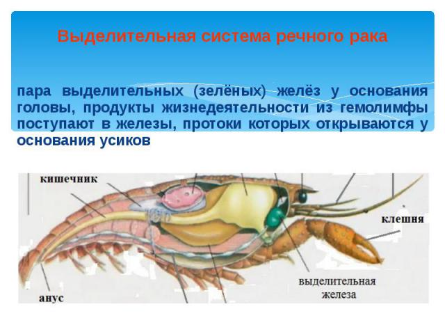 Методические материалы для подготовки к ОГЭ по биологии ( таблицы - эволюция нервной, пищеварительной, кровеносной, выделительной, дыхательной систем)