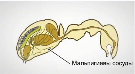 Методические материалы для подготовки к ОГЭ по биологии ( таблицы - эволюция нервной, пищеварительной, кровеносной, выделительной, дыхательной систем)