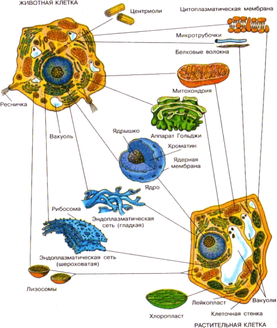 Урок по биологии на тему «Клетка»