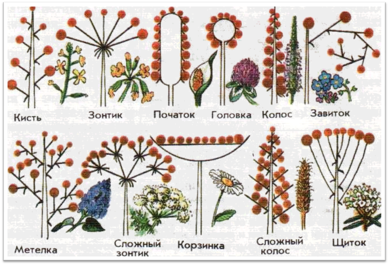 Типы соцветия растений. Метелка корзинок соцветие. Метёлка сложный Колос сложный зонтик. Соцветие зонтик 6 класс биология. Соцветие зонтик, щиток, Колос, кисть.