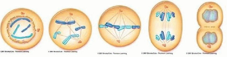 Урок в 5 классе Деление клетки (ФГОС) - технологическая карта