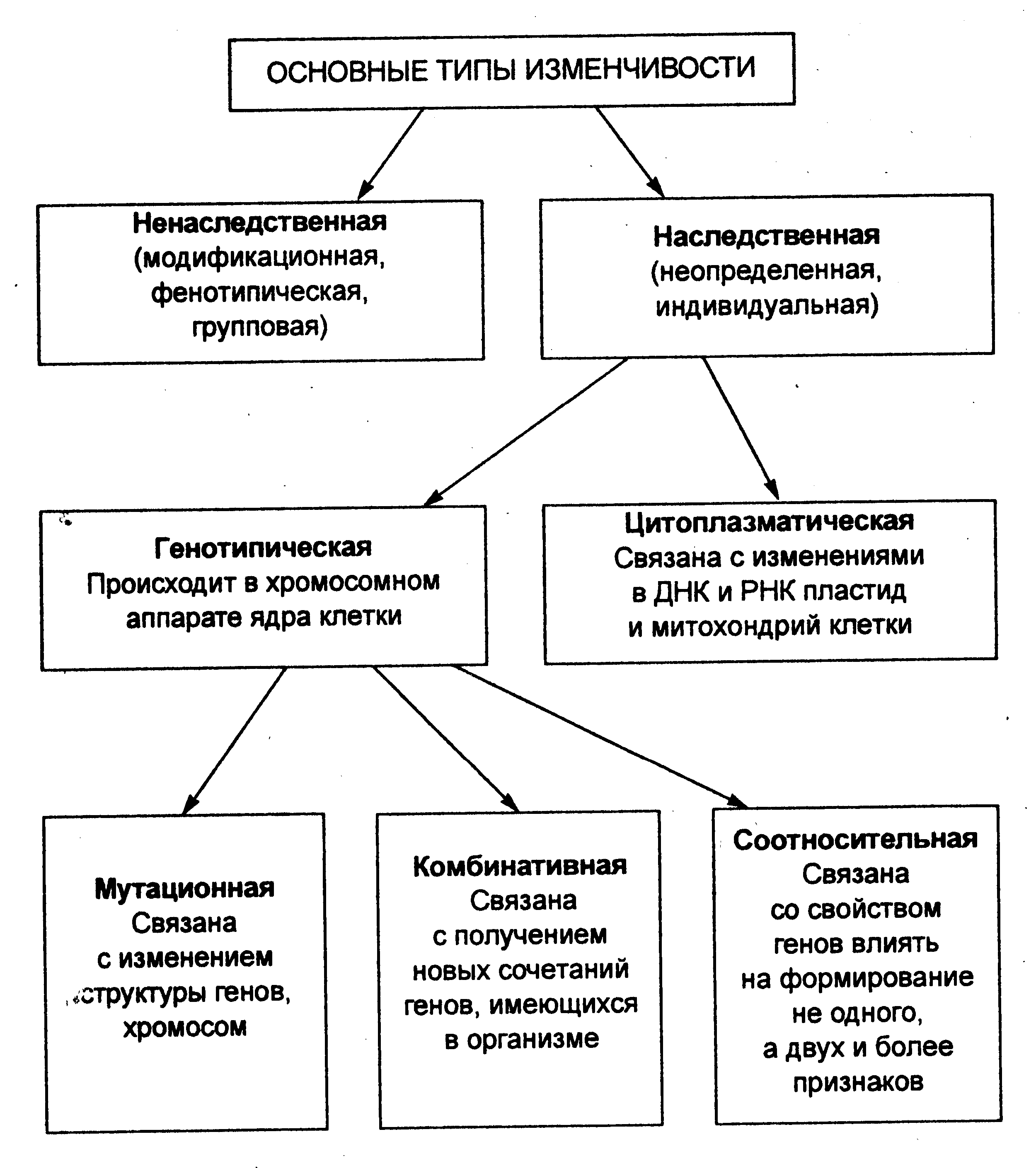 Конспект занятия по биологии на тему Ненаследственная изменчивость