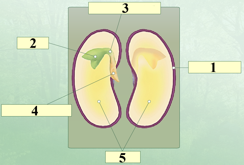 Семядоля семени фасоли обозначена на рисунке
