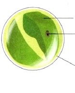 Лабораторная работа по теме: Строение зеленых одноклеточных водорослей. (5 класс)