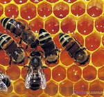 Исследовательская работа по математике Пчелиная ячейка как природный математический шедевр из воска