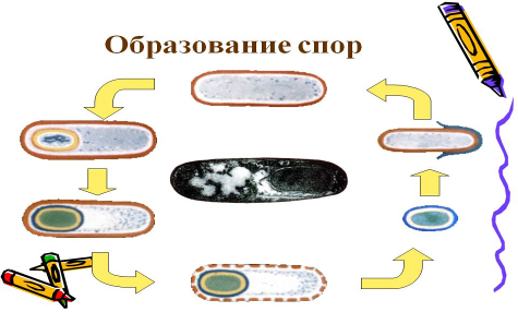 Методическая разработка урока по Микробиологии с применением интерактивной технологии для специальности 19.02.10 Технология продукции общественного питания