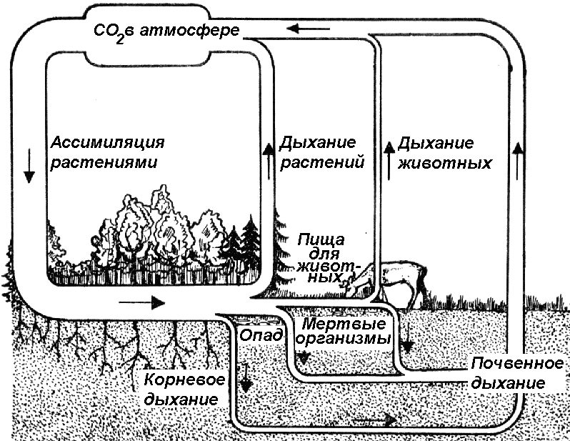 Конспект по биологии Круговорот веществ в природе (11 класс)