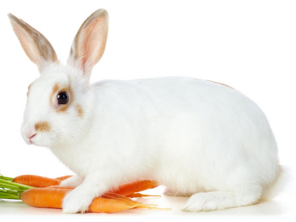 Исследовательский проект Витамин - морковь