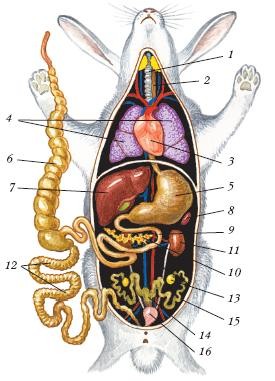 Карточка для уроков биологии: Внутреннее строение кролика