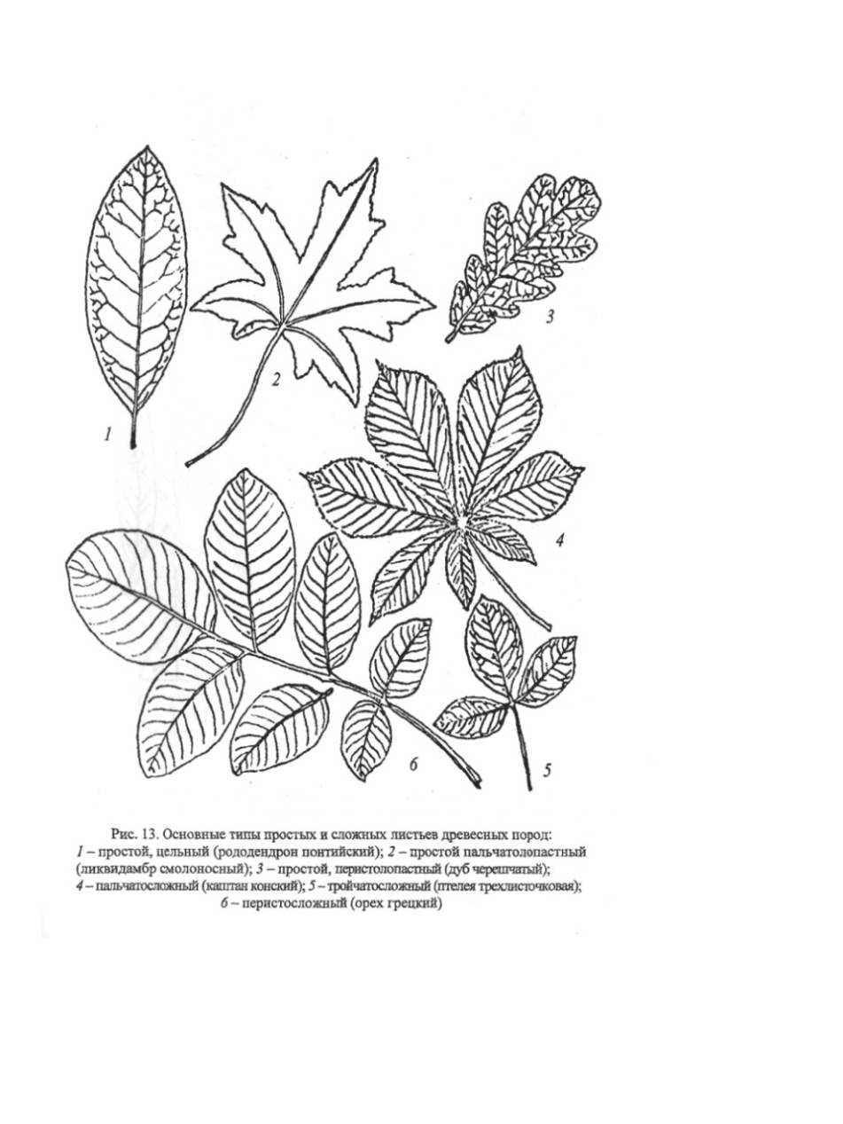 Рисунок сложных листьев. Листья для гербария с названиями. Простые и сложные листья примеры с картинками. Определитель деревьев и кустарников по листьям. Определитель листьев растений.