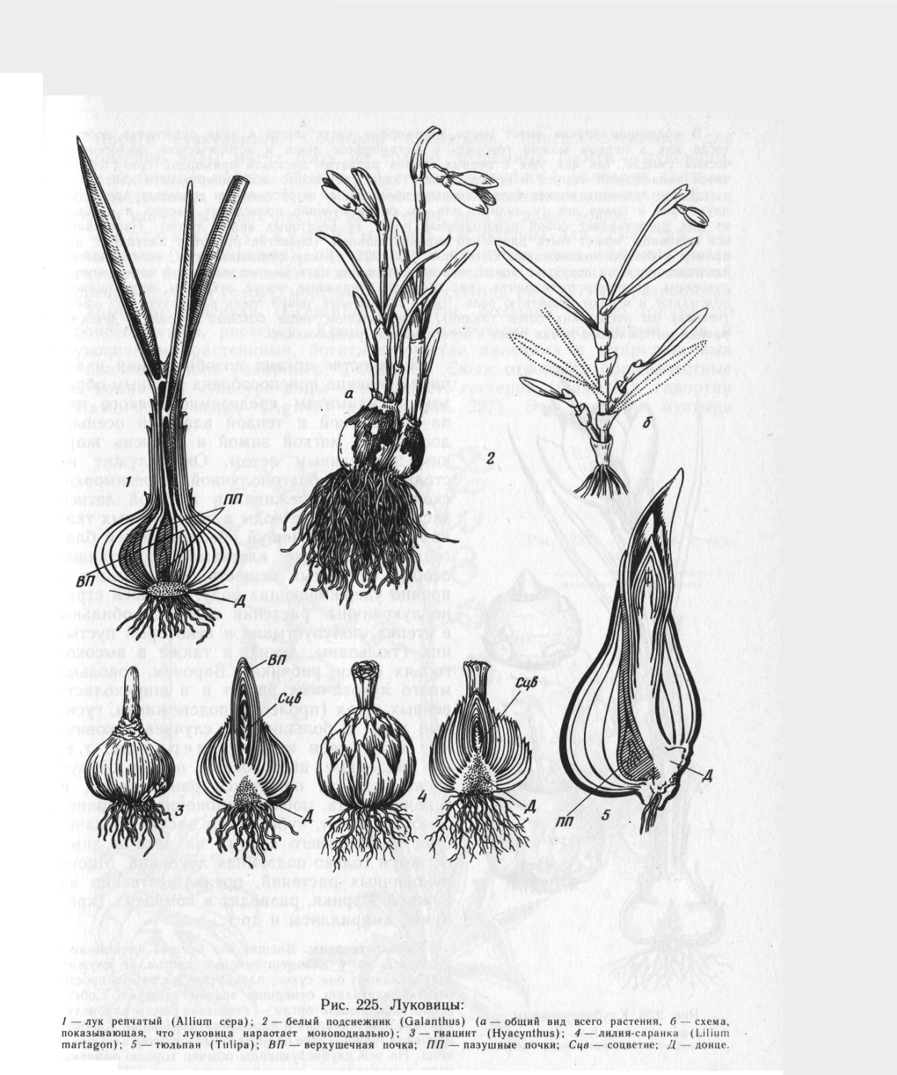 Корневая система тюльпана. Видоизмененные корни луковица тюльпана. Лук репчатый строение луковицы.