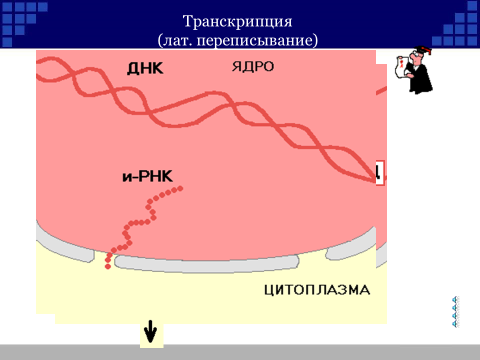 Урок биологии и ИКТ