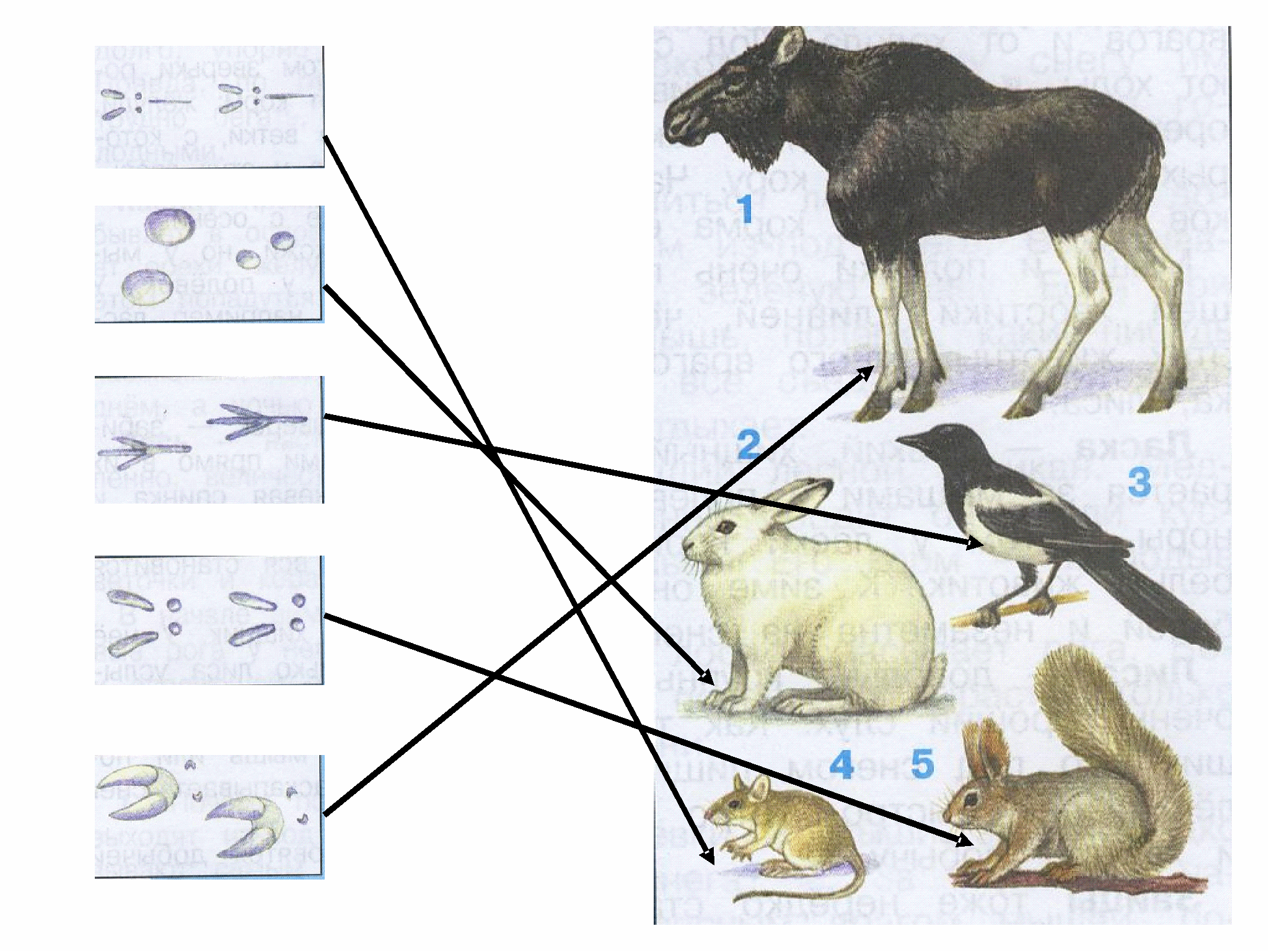Строение дикого животного. Следы животных зимой. Окружающий мир следы зверей. Следы животных на снегу окружающий мир 2 класс. Следы зверей окружающий мир 2 класс.