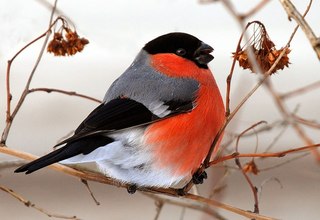Исследовательский проект на тему: Покормите птиц зимой