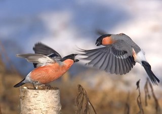 Исследовательский проект на тему: Покормите птиц зимой
