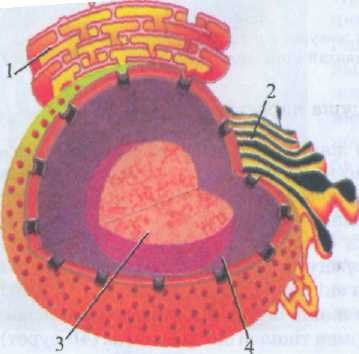 Биология 10 кл Тема Клеточное ядро