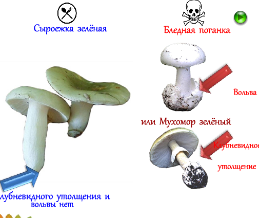 Сценарий урока «Грибы - двойники»