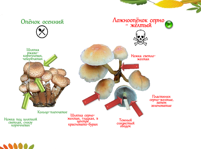 Сценарий урока «Грибы - двойники»