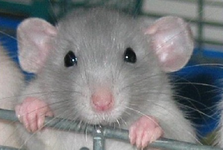 Исследовательский проект на тему Мой домашний друг - крыса.