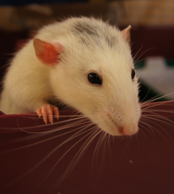 Исследовательский проект на тему Мой домашний друг - крыса.
